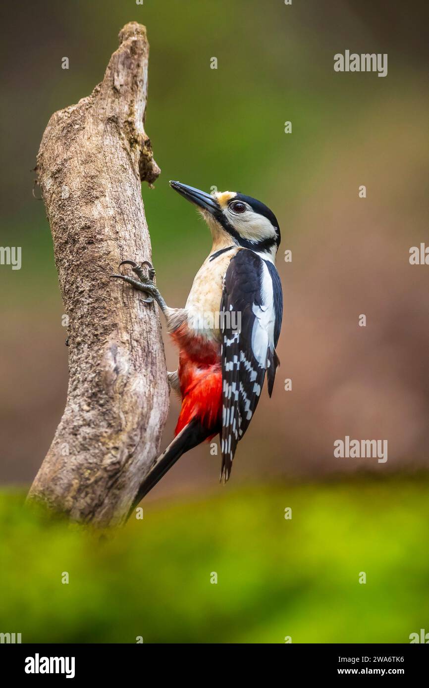 Primo piano di un picchio rosso maggiore bird, Dendrocopos major, arroccato in una foresta nella stagione estiva Foto Stock