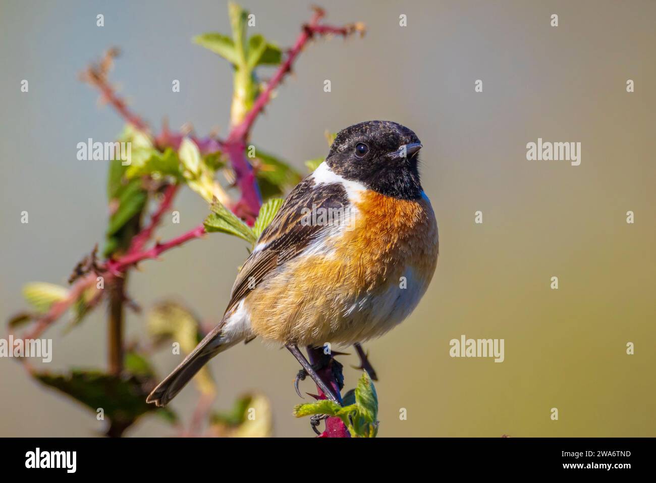 Stonechat, Saxicola rubicola, uccello maschio primo piano cantando al sole del mattino Foto Stock