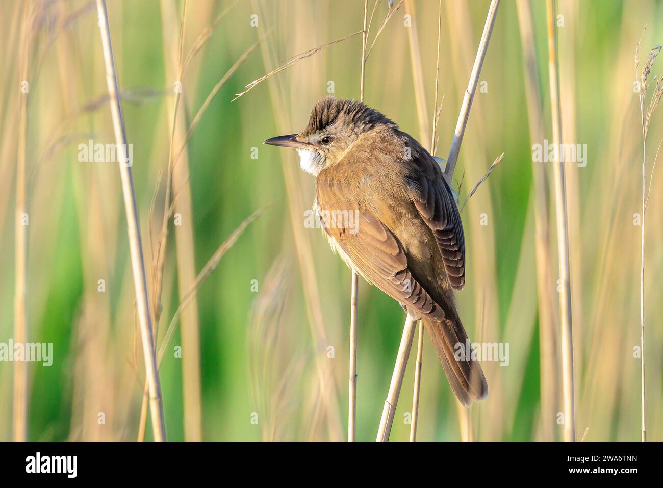 Primo piano di una grande parula di canna, acrocephalus arundinaceus, canto di uccelli nelle canne durante il sole primaverile del mattino presto Foto Stock