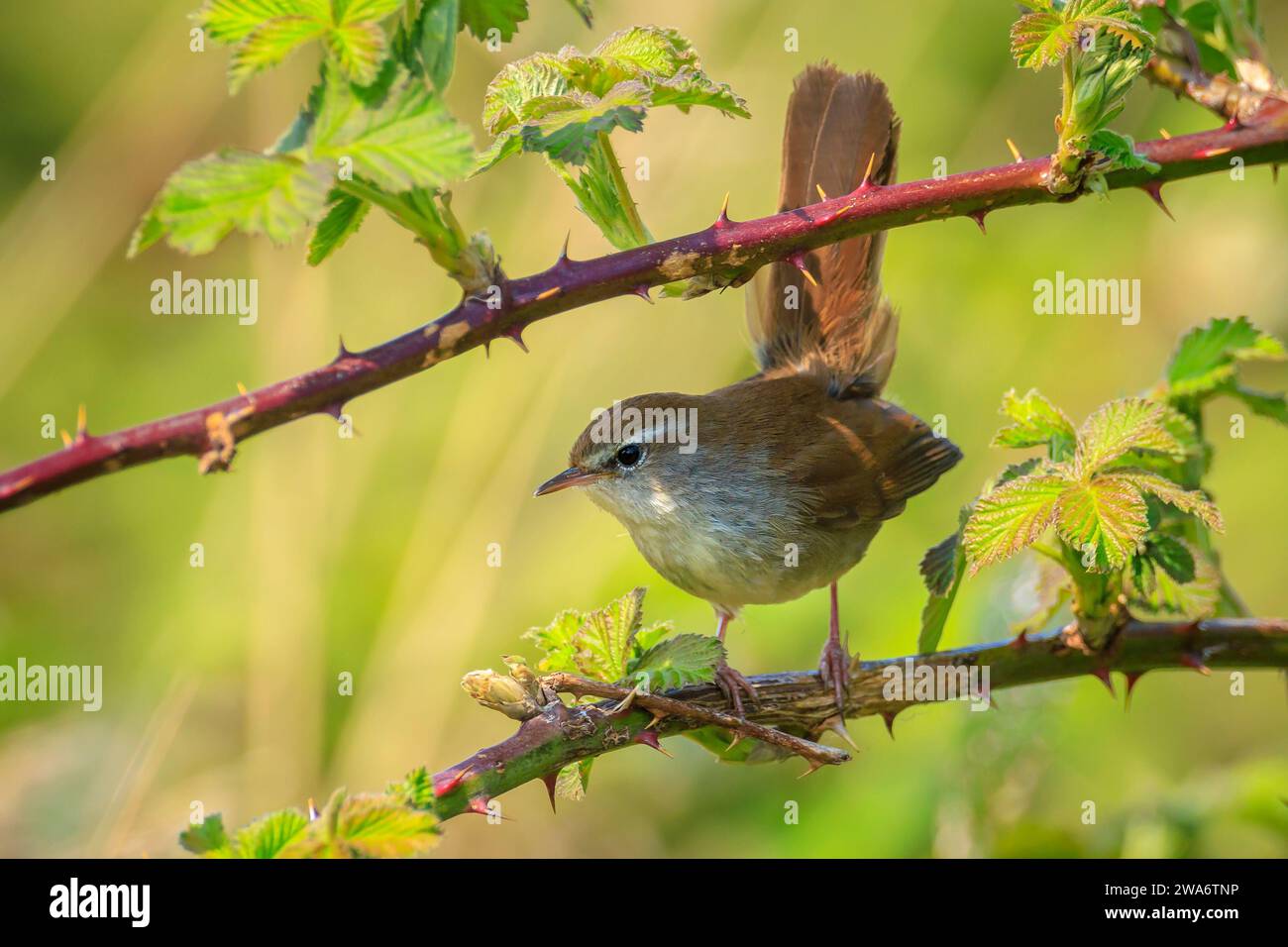 Primo piano di una Cetti il trillo, Cettia cetti, il canto degli uccelli e arroccata in una foresta verde durante la stagione primaverile. Foto Stock