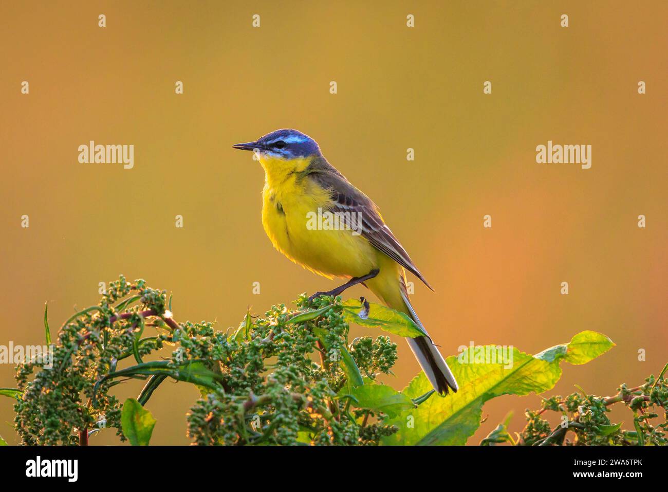 Primo piano di un uccello giallo occidentale maschile, Motacilla flava, che canta nella vegetazione al tramonto durante la stagione primaverile. Foto Stock