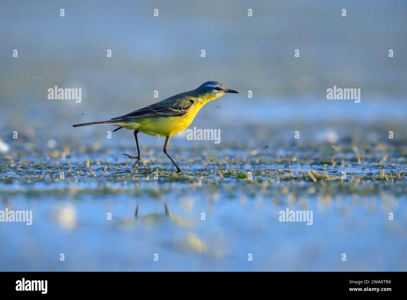 Primo piano di un uccello giallo occidentale maschile, la Motacilla flava, che cerca in acqua in una giornata di sole durante la stagione primaverile. Foto Stock