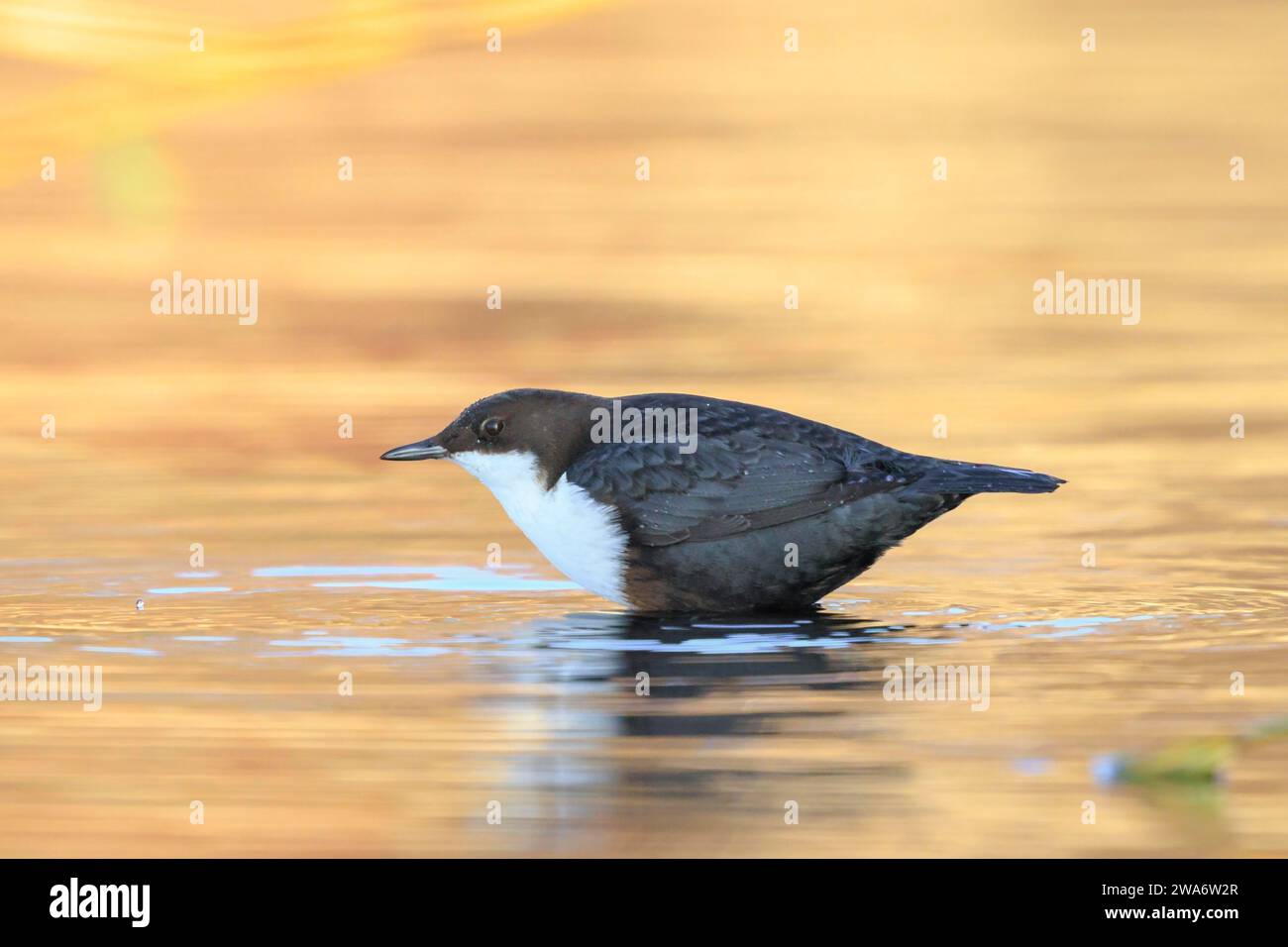 Primo piano di un'immersione dalla gola bianca del Nord, cinclus cinclus cinclus, foraggiamento in acqua Foto Stock