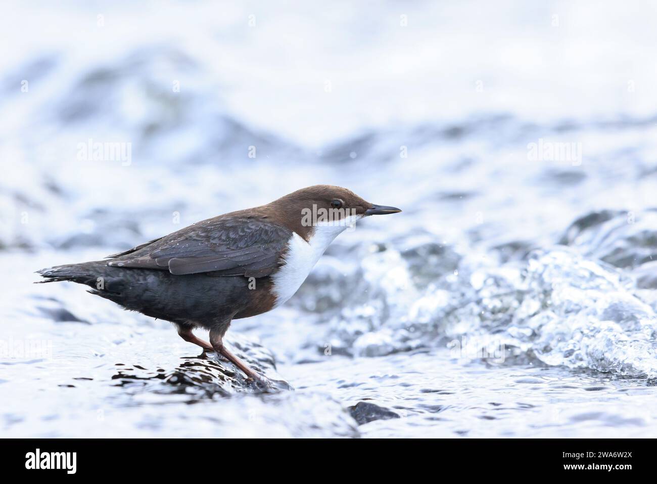 Primo piano di un'immersione dalla gola bianca del Nord, cinclus cinclus cinclus, foraggiamento in acqua Foto Stock