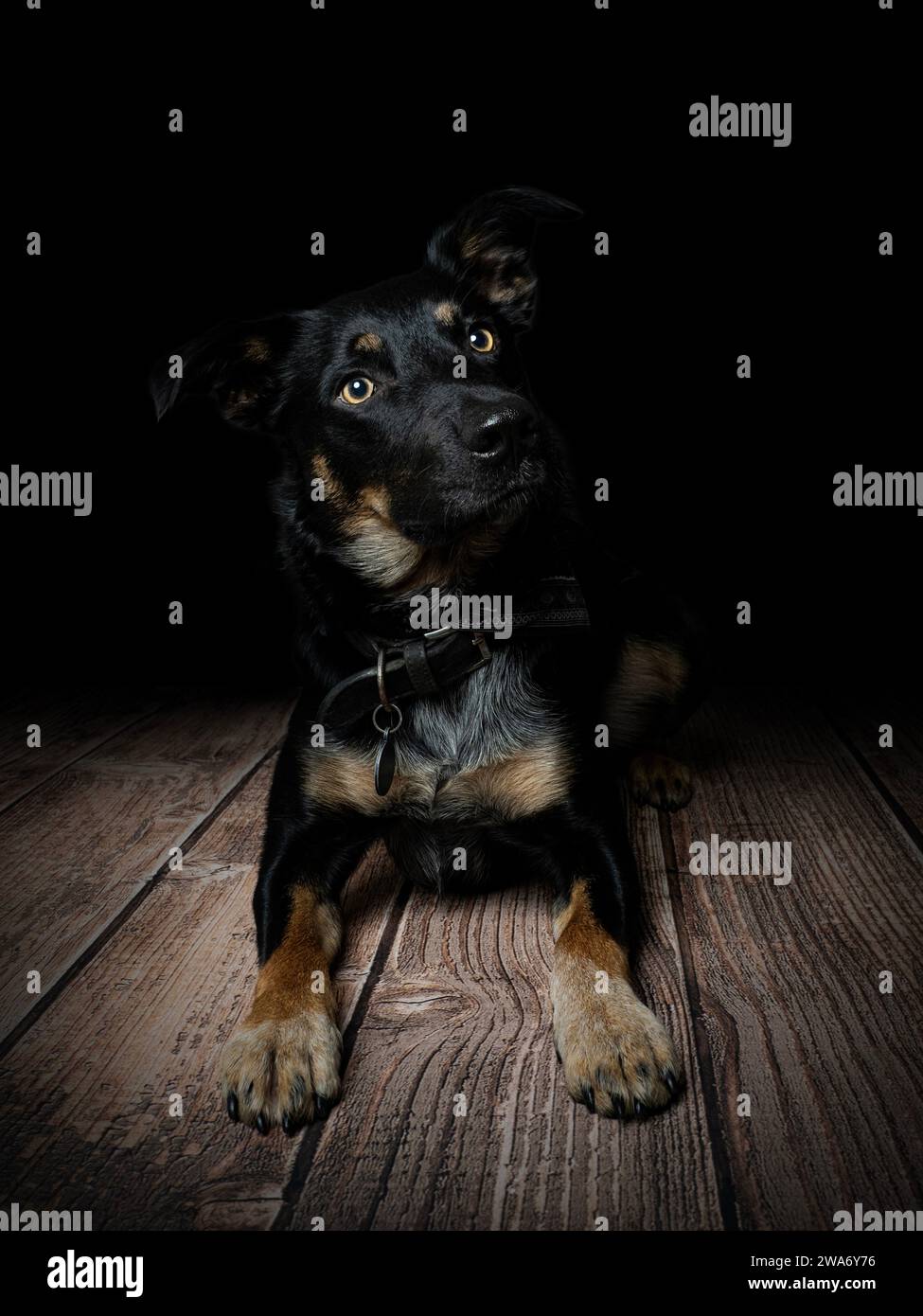 Il collie di confine attraversa il Kelpie australiano Foto Stock
