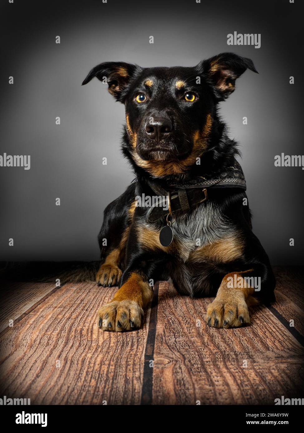 Il collie di confine attraversa il Kelpie australiano Foto Stock