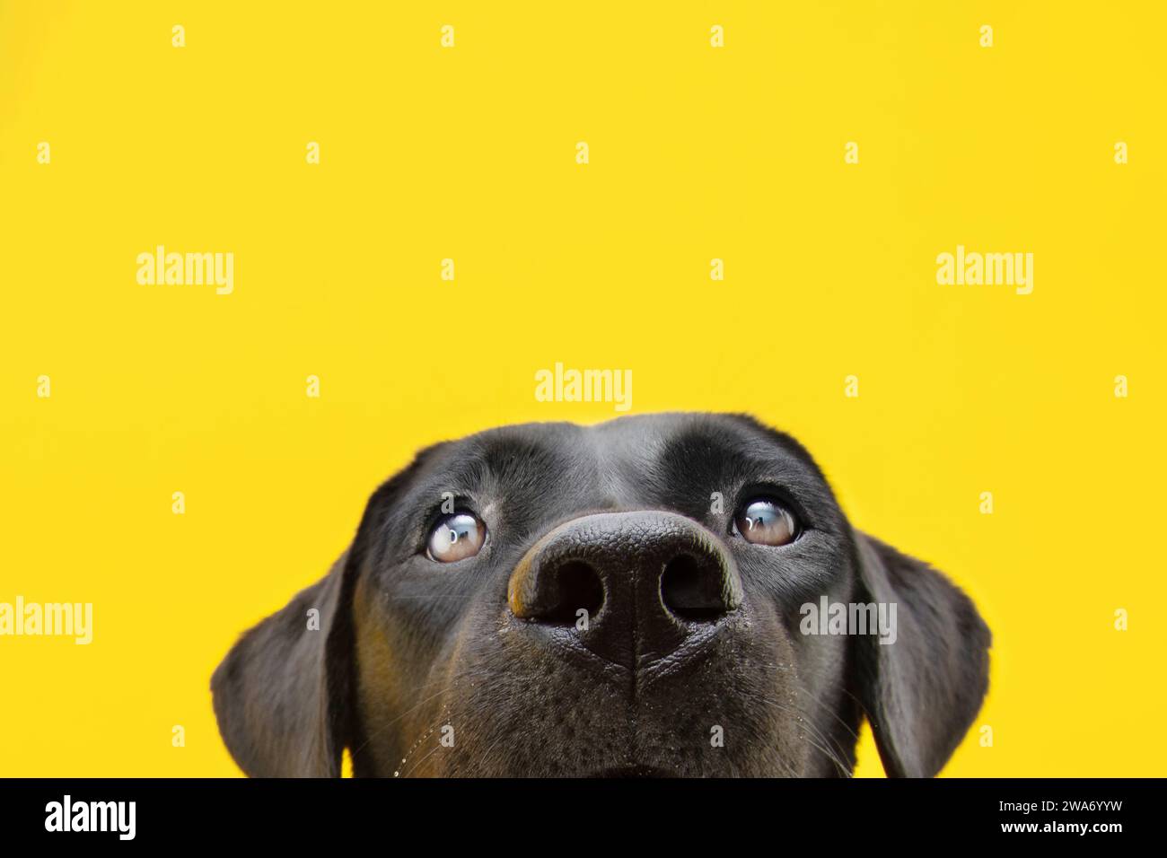 Primo piano nasconde cane labrador nero isolato su sfondo giallo. Foto Stock