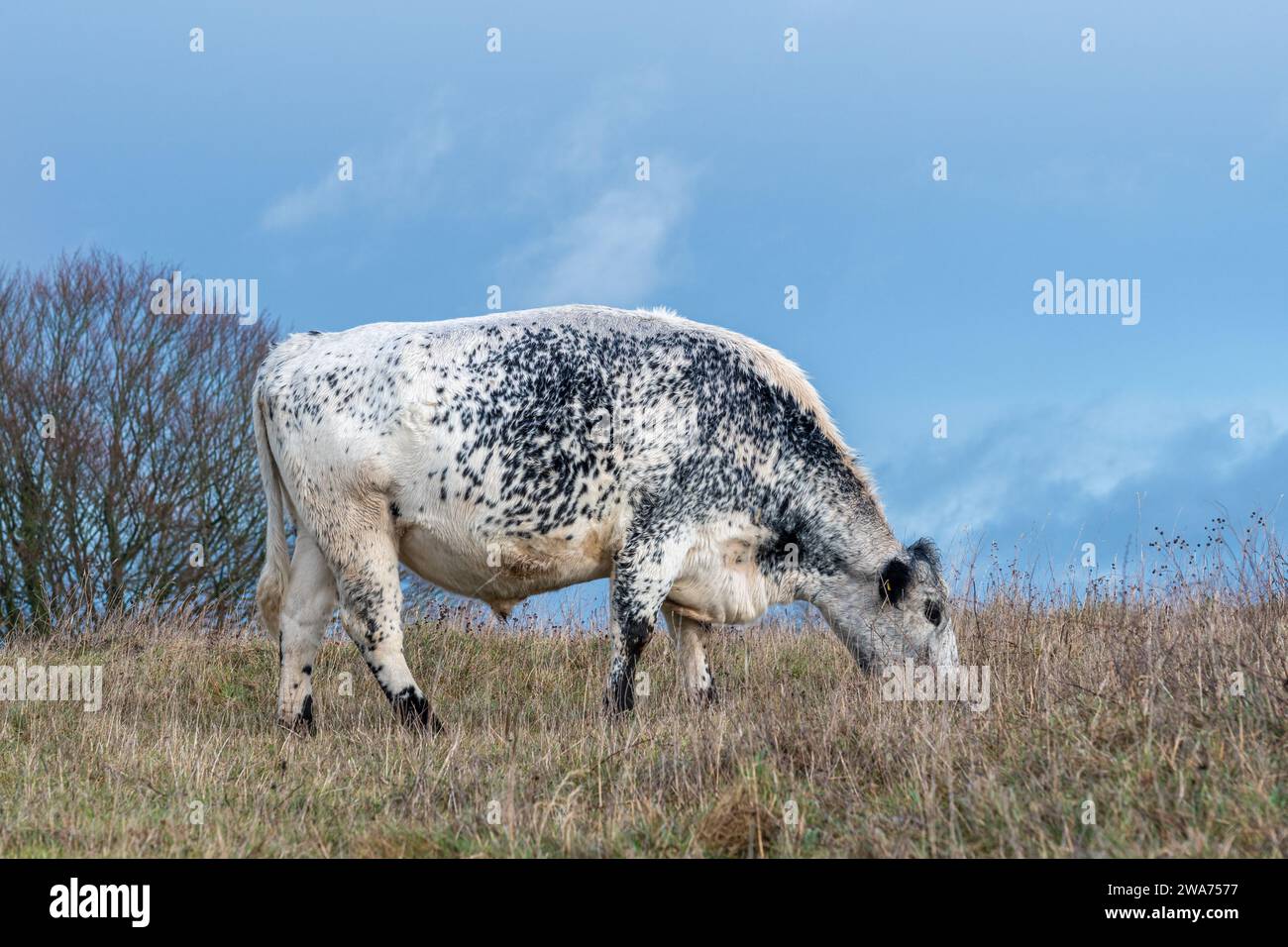 Mucca macchiata (British White Cattle Cross) che pascolano su prati in una riserva naturale nell'Hampshire, Inghilterra, Regno Unito Foto Stock