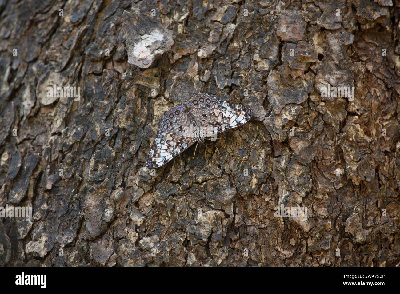 Farfalla grigia cracker (Hamadryas februa) mimetizzata sulla corteccia degli alberi. Parco nazionale del Palo Verde, Costa Rica. Foto Stock