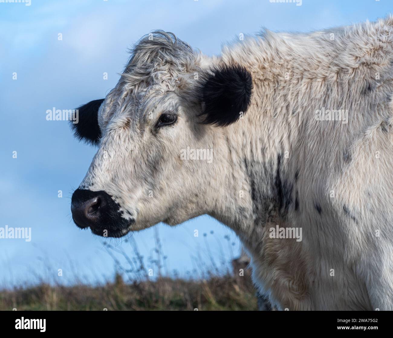 Il bestiame bianco britannico allevava prati in una riserva naturale nell'Hampshire, Inghilterra, Regno Unito Foto Stock