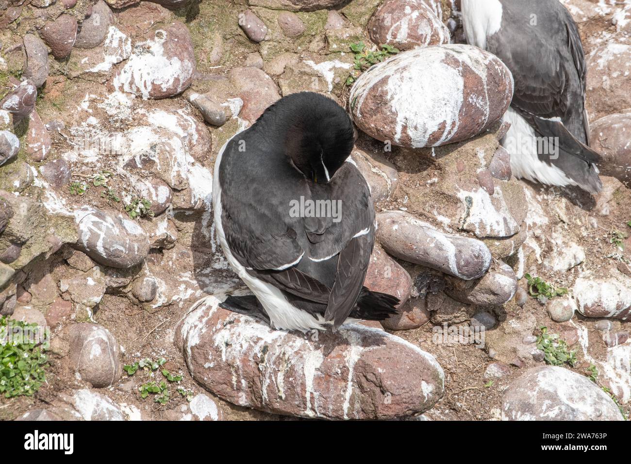 Razorbill, (Alca torda) a Fowlsheugh, Aberdeenshire, Scozia, Regno Unito Foto Stock