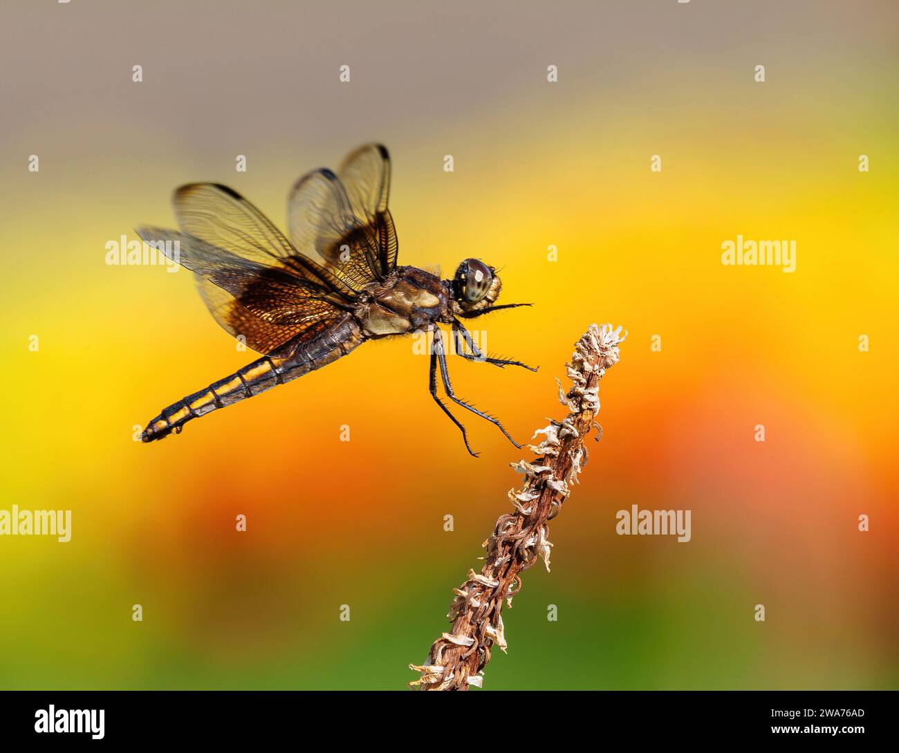 Una libellula sta per atterrare sul suo poch, con uno sfondo morbido di fiori da giardino in fiore sullo sfondo. Vista ravvicinata. Foto Stock