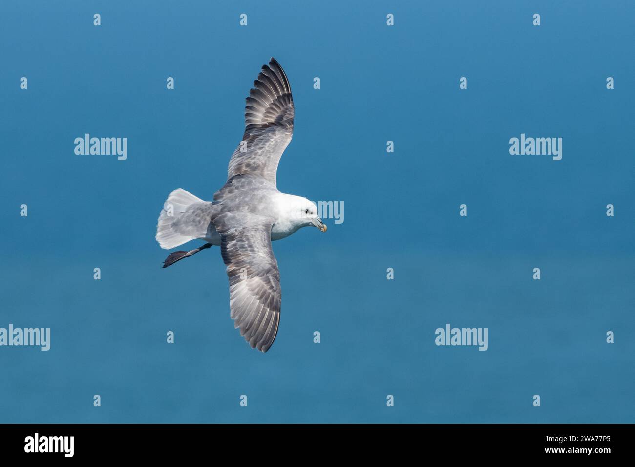 Fulmar (Fulmarus glacialis) in volo a Fowlsheugh, Aberdeenshire, Scozia, Regno Unito Foto Stock