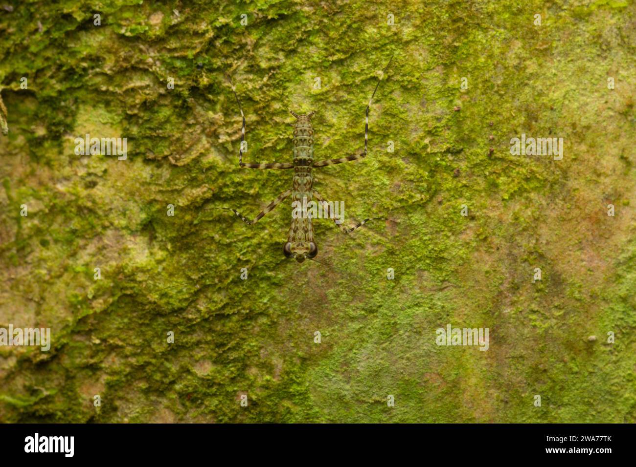 mantis preganti mimetizzati sulla corteccia degli alberi. Foresta pluviale di pianura, Sarapiquí, versante caraibico, Costa Rica. Foto Stock