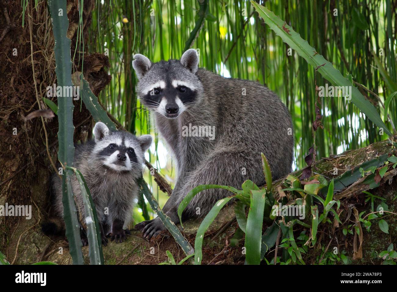 Procione settentrionale (Procyon lotor) femmina con la sua progenie in un albero. Parco nazionale di Tortuguero, Costa Rica. Foto Stock
