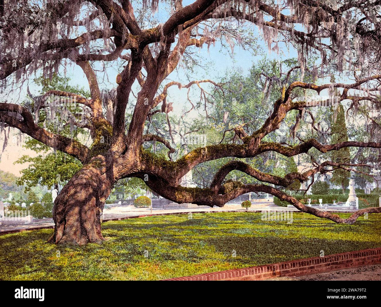 Eine Eiche auf dem Magnolia-Friedhof, einem historischen ländlichen Friedhof a Charleston, Carolina del Sud, Vereinigte Staaten, 1890, Historische, Digital restaurierte Reproduktion eines Originals aus dem 19th Jahrhundert / Una quercia viva nel cimitero di Magnolia, uno storico cimitero rurale a Charleston, South Carolina, Stati Uniti, 1890, storico, riproduzione restaurata digitalmente da un originale del xix secolo Foto Stock