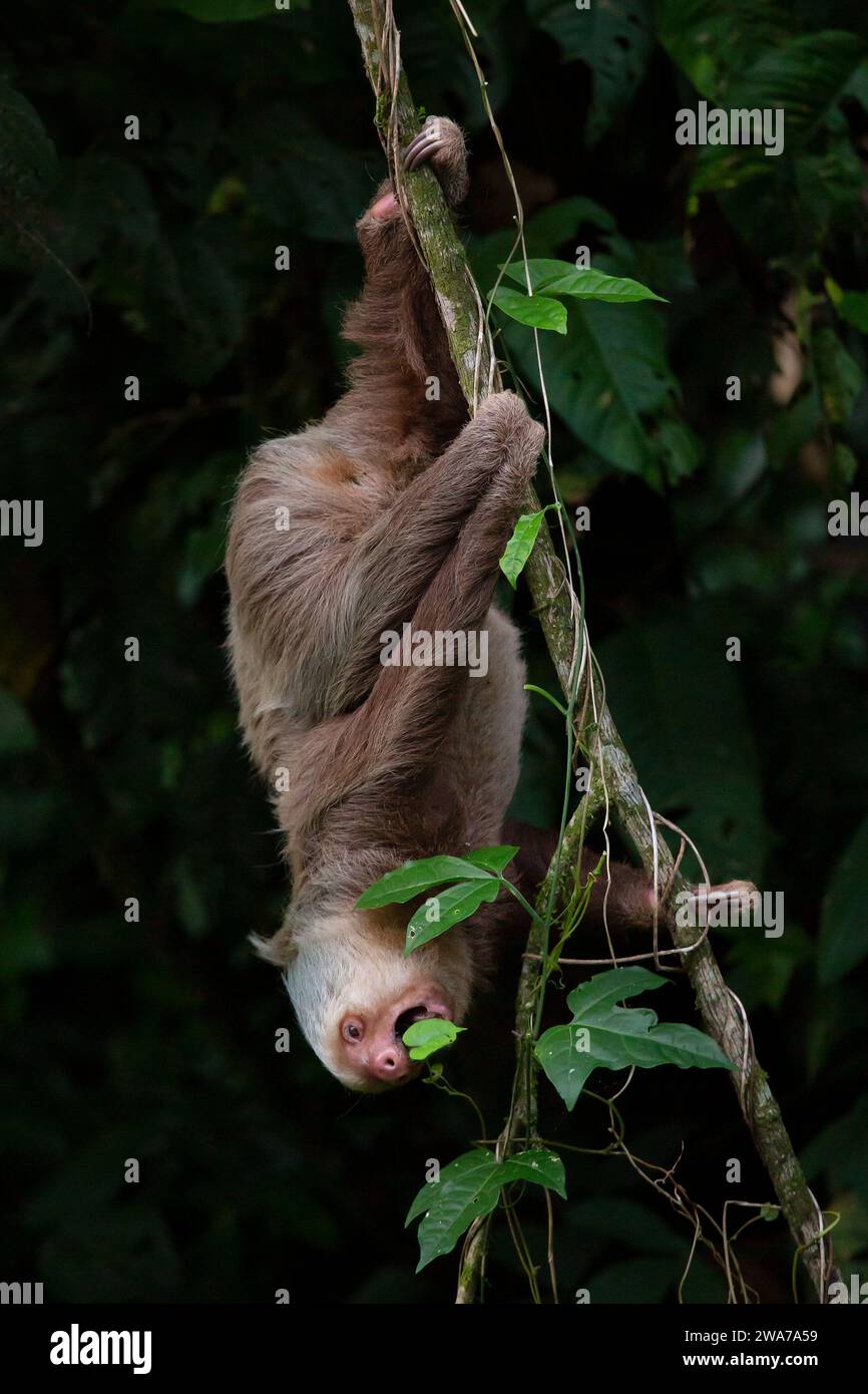 Il bradipo a due dita di Hoffman (Choloepus hoffmanni) che mangia foglie. Foresta pluviale di pianura, stazione biologica la Selva, Sarapiquí, versante caraibico, Costa Rica. Foto Stock
