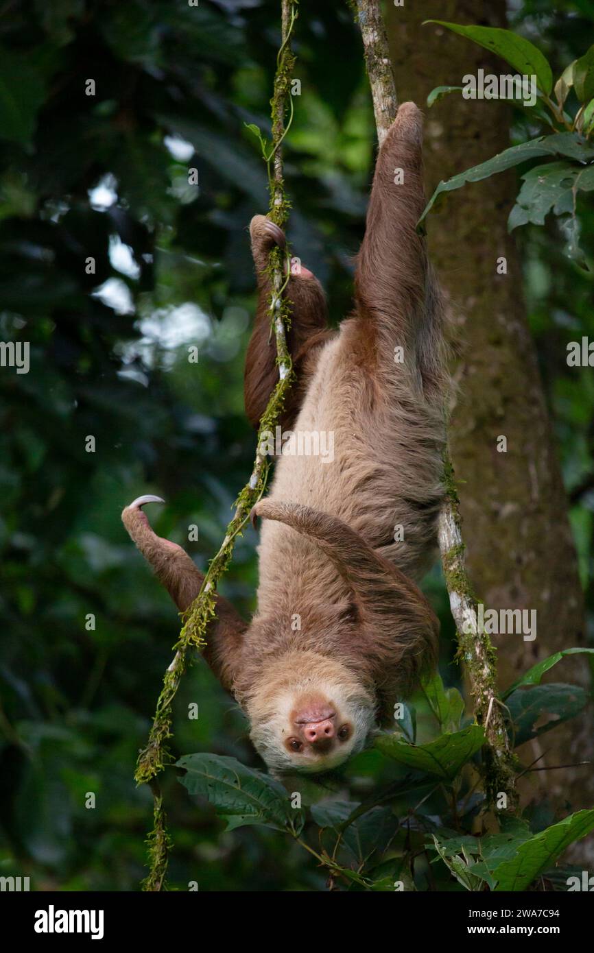 Il bradipo a due dita di Hoffman (Choloepus hoffmanni). Foresta pluviale di pianura, stazione biologica la Selva, Sarapiquí, versante caraibico, Costa Rica. Foto Stock