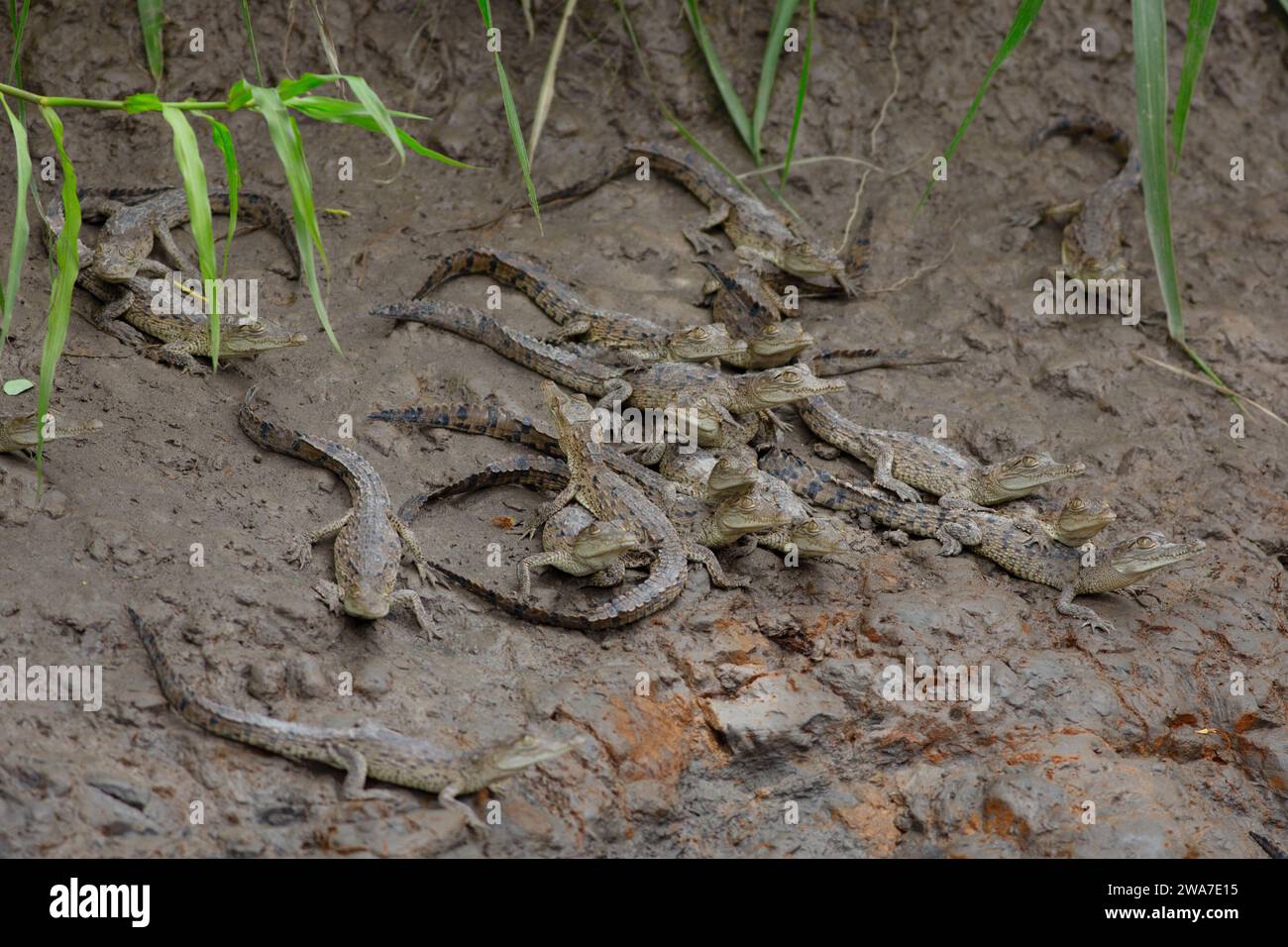 Giovani coccodrilli americani (Crocodylus acutus) su una riva del fiume Tempisque, Guanacaste, Costa Rica. Foto Stock