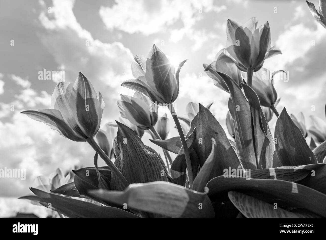 foto panoramica in bianco e nero di fiori contro il cielo Foto Stock