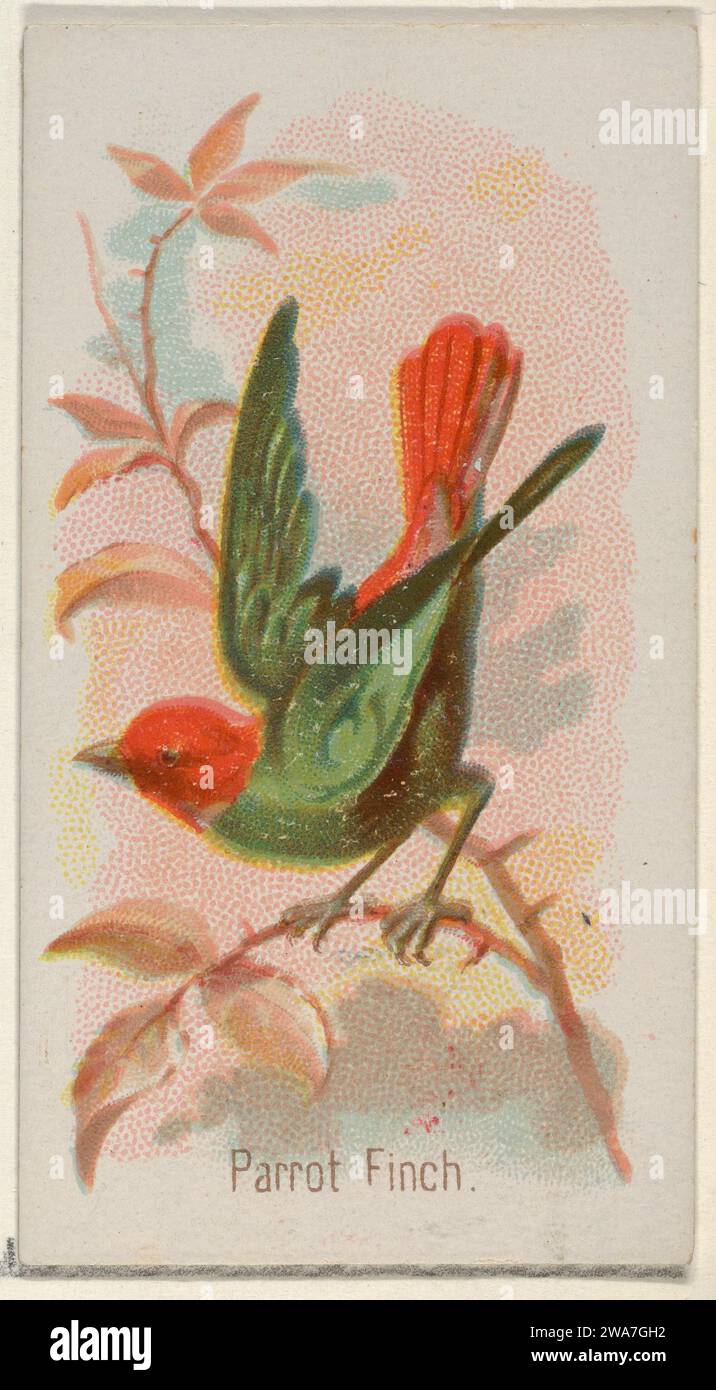 Parrot Finch, dalla serie Song Birds of the World (N23) for Allen & Ginter Cigarettes 1963 di George S. Harris & Sons Foto Stock