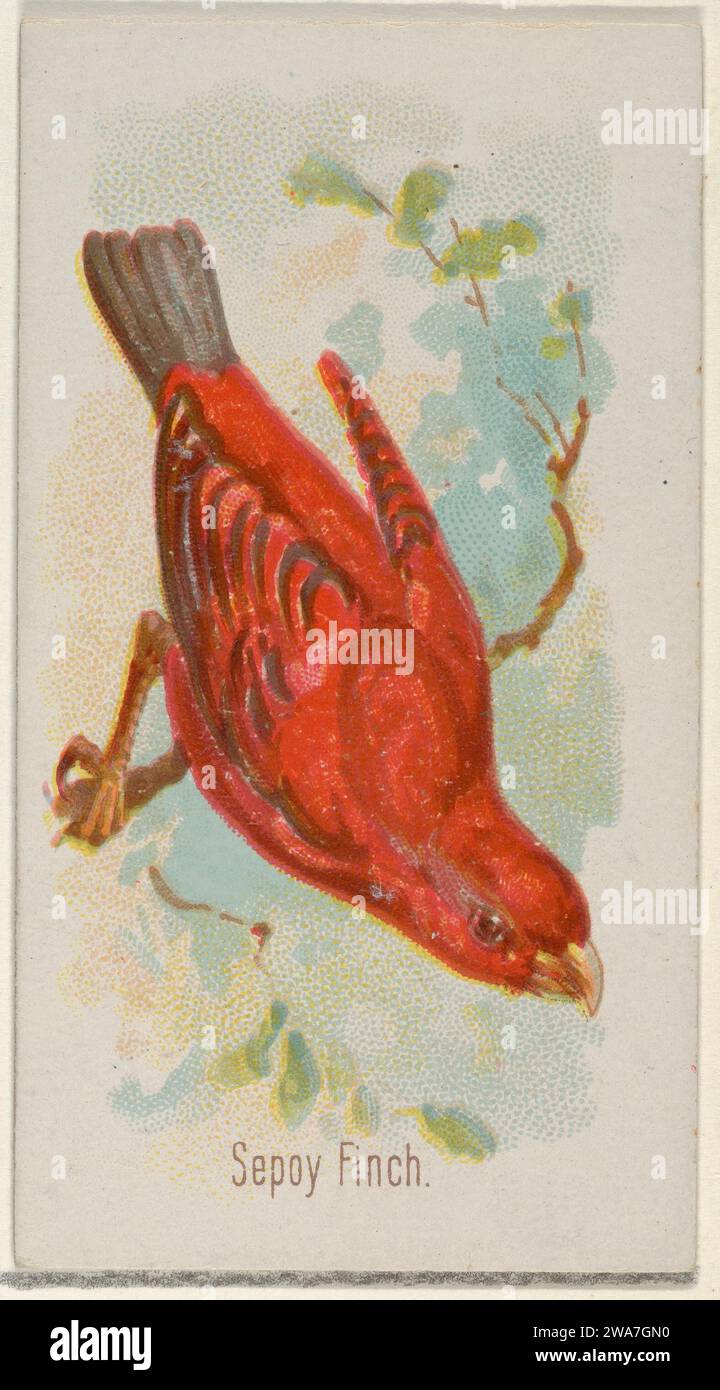 Sepoy Finch, dalla serie Song Birds of the World (N23) for Allen & Ginter Cigarettes 1963 di George S. Harris & Sons Foto Stock