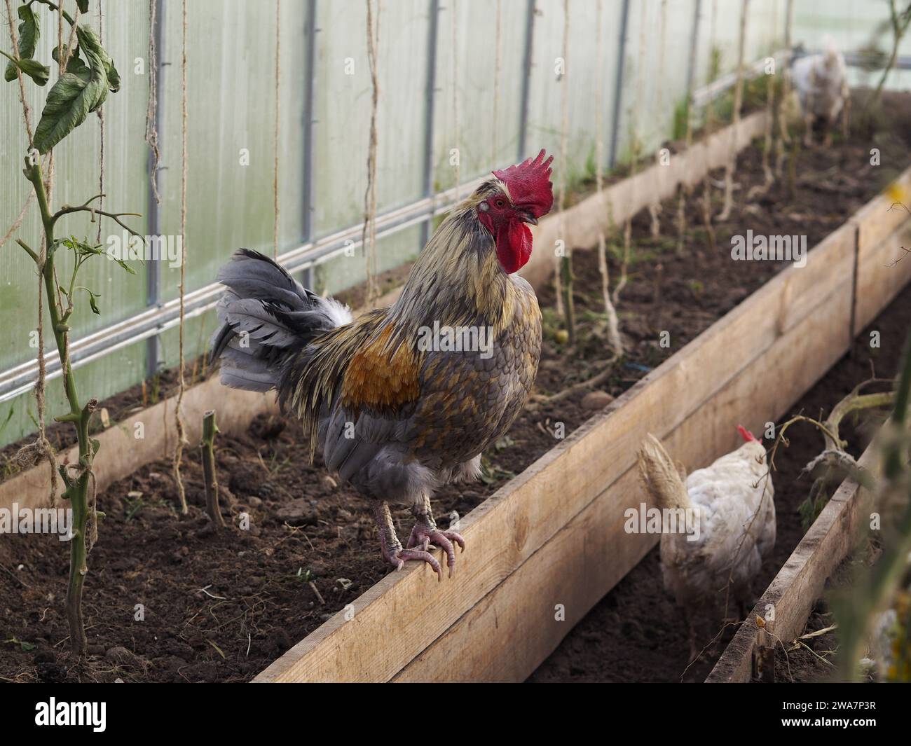 Ho salvato il pollo nella loro nuova serra Foto Stock