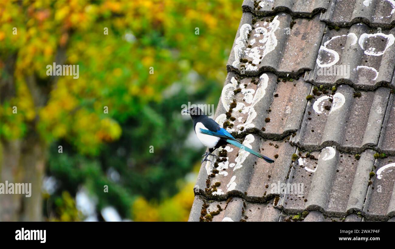 Una splendida torta giace su un tetto fatto di tegole, con alberi verdi sullo sfondo Foto Stock