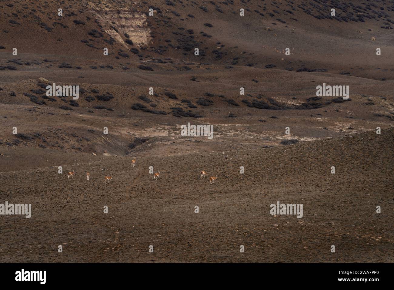 Mandria di guanaco lama in Patagonia. Vasta terra in Argentina. Lama in Argentina. Foto Stock