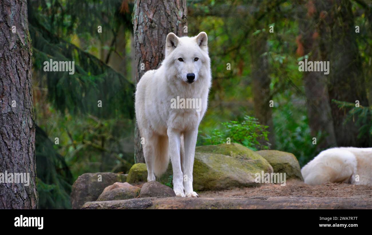 Il lupo polare in tutta la sua gloria si erge e guarda con attenzione ciò che sta accadendo nella foresta Foto Stock