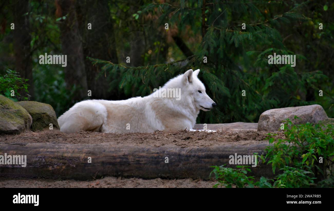 Il lupo polare in tutta la sua gloria mente e guarda con attenzione ciò che sta accadendo nella foresta Foto Stock