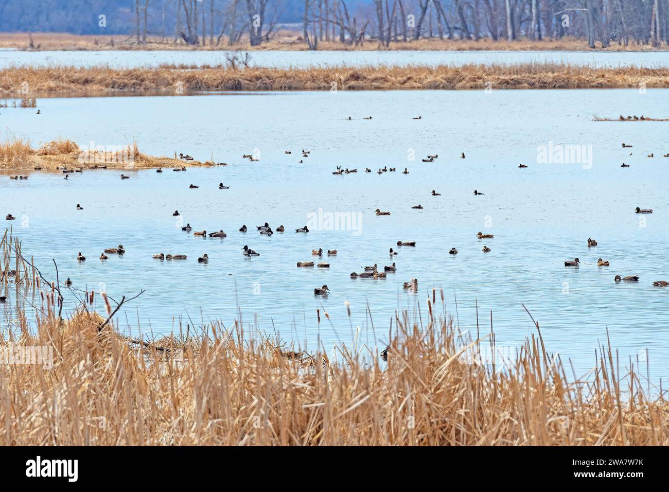 Uccelli acquatici migranti lungo la Mississippi Flyway nel Goose Island State Park nel Wisconsin Foto Stock