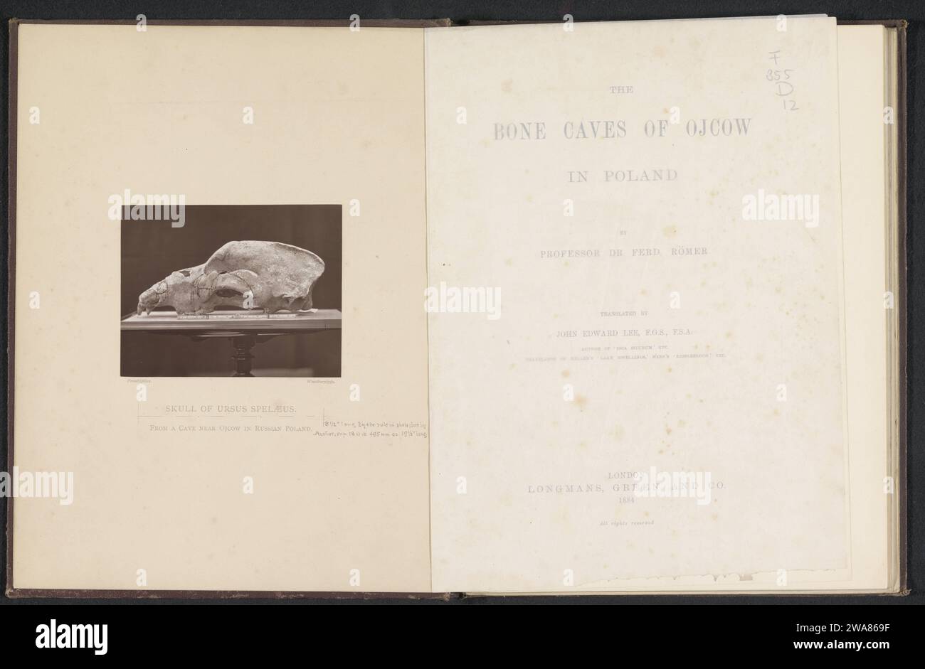Cranio di un orso grotta, c. 1874 - in o prima del 1884 stampa fotomeccanica London paper Beasts of Prey, Predatory Animals: Bear. cranio (umano) Foto Stock