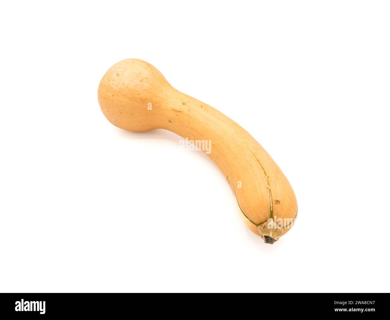 Uno squash di zucca, stranamente simile a un organo umano, si trova isolato su uno sfondo bianco. Questa curiosa somiglianza aggiunge un tocco intrigante a te Foto Stock