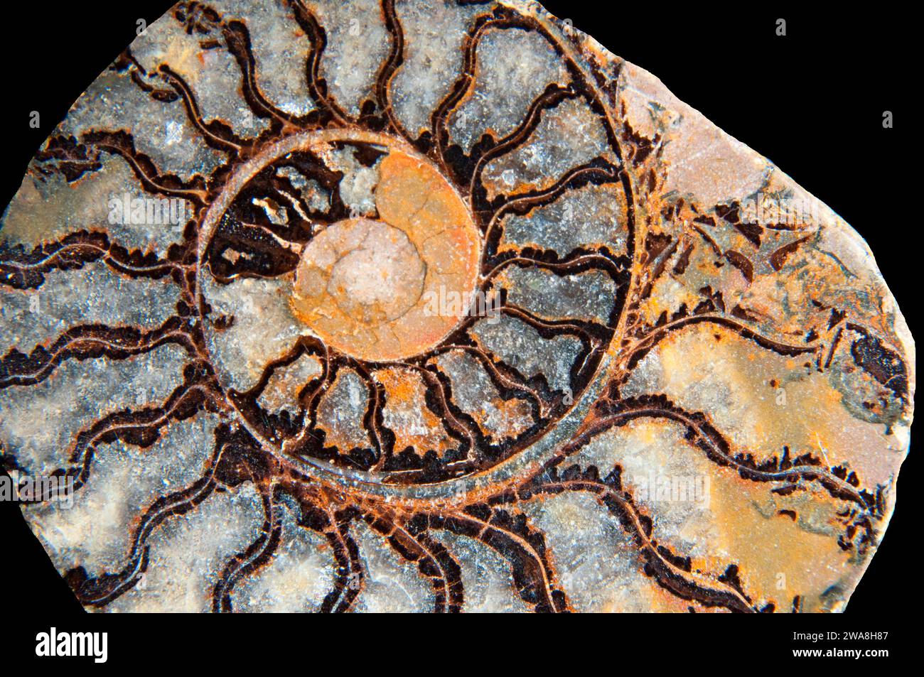 Lumaca fossile Foto Stock