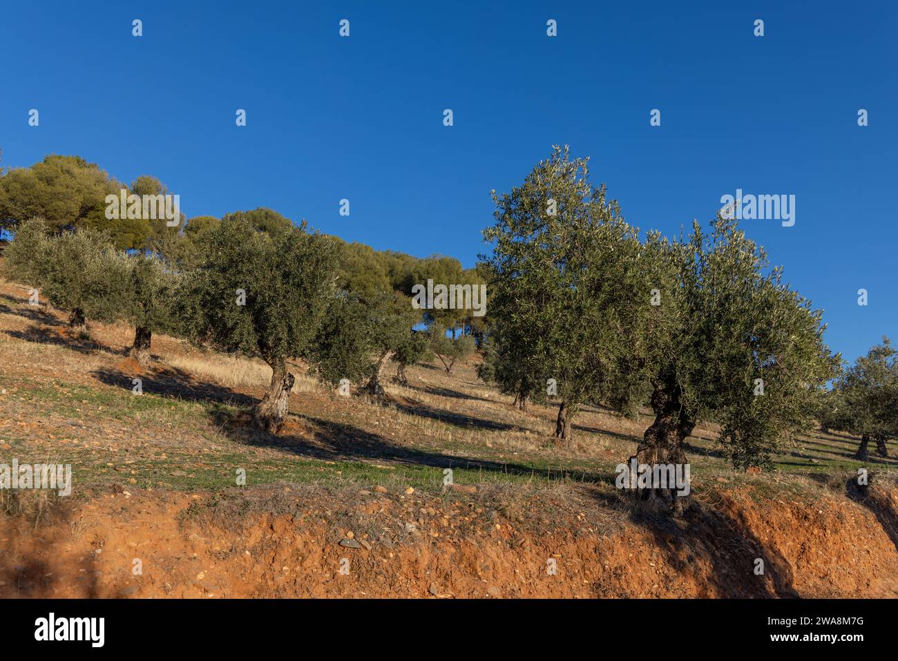 Campo di olivi durante una giornata invernale soleggiata con cielo blu e ulivi con olive nere Foto Stock