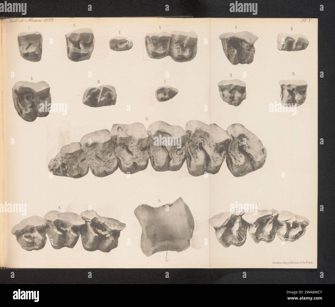 Quindici denti o parti di denti di diversi tipi di rinoceronti, Nabholz & Co. Scherer, c. 1888 - in o prima del 1893 Stampa fotomeccanica pagina da piegare. animali di carta a zoccolo: rinoceronte Foto Stock