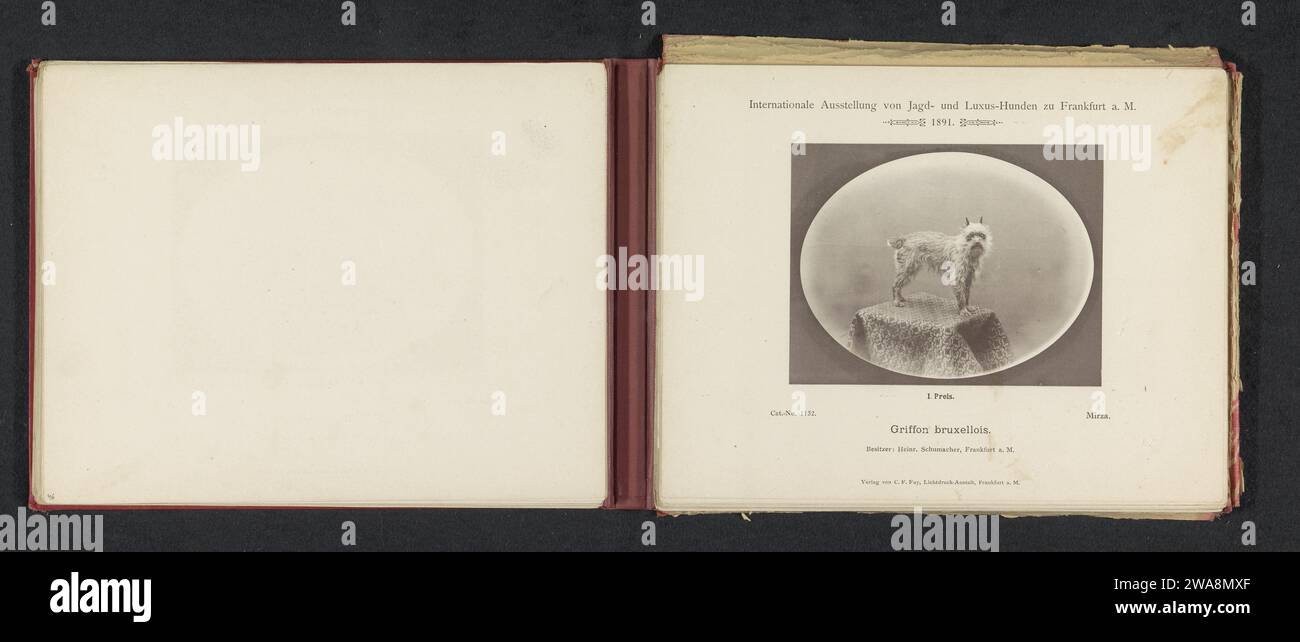 Griffon Bruxellois Mirza l'Eenste Prijs Heeft ha ottenuto op de International Exhibition of Hunting and Luxury dogs nel 1891, Anonymous, 1891 photomeccanica print Frankfurt am Main paper collotype dog Foto Stock