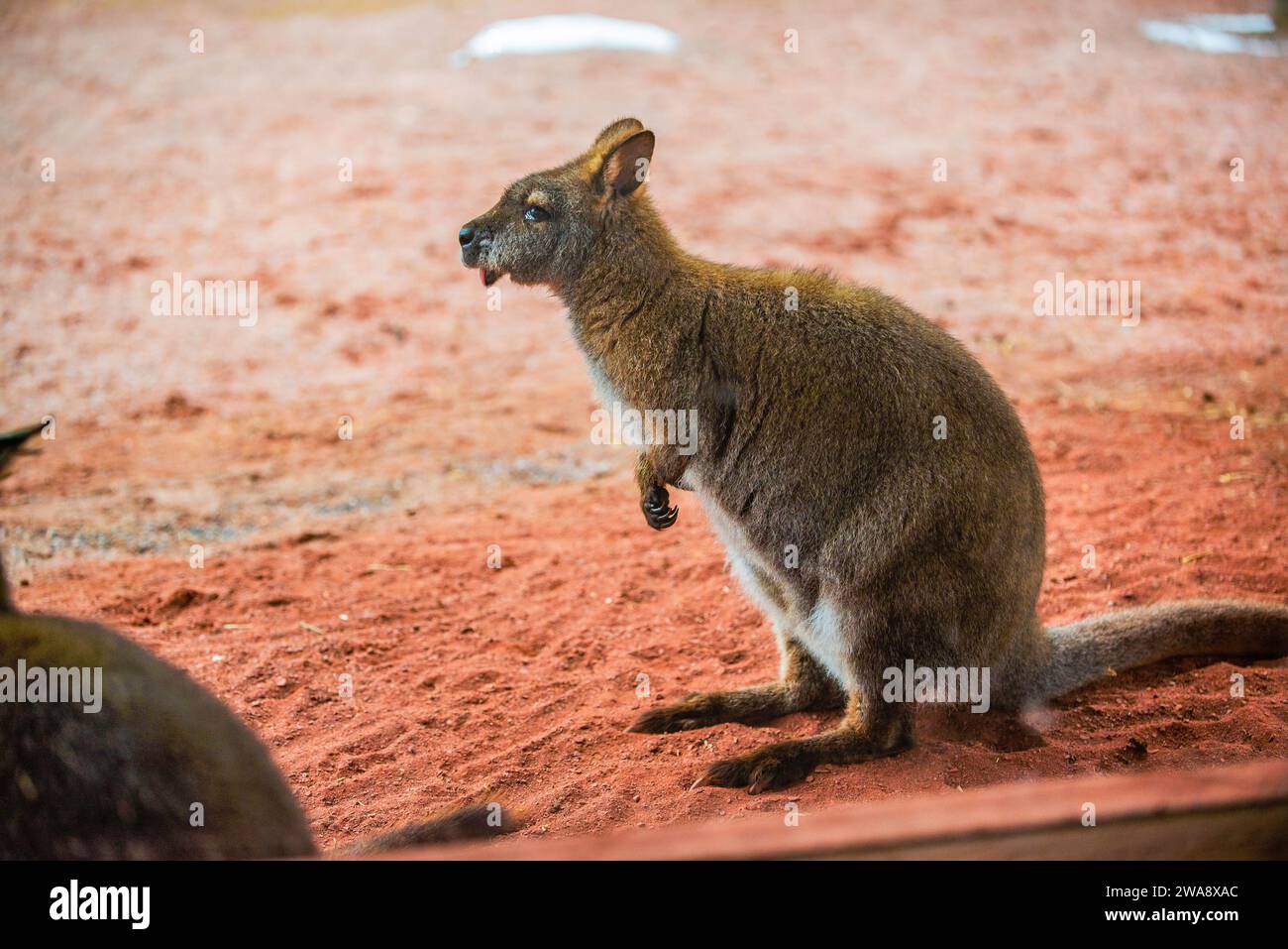 Granby, Quebec - dicembre 31 2023: Wallaby in inverno allo zoo di Granby Foto Stock