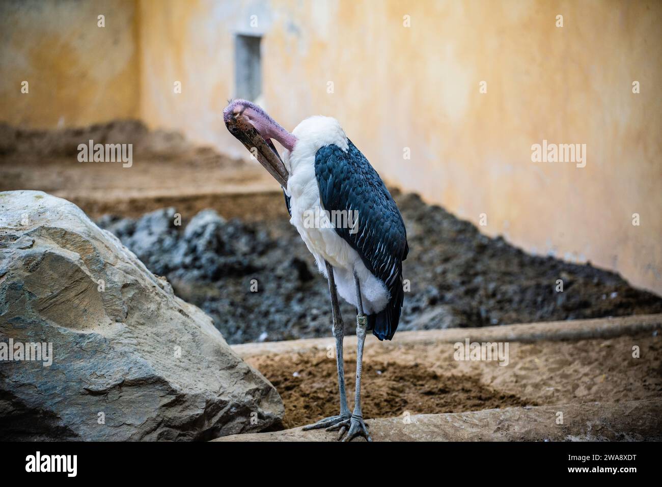 Granby, Quebec - dicembre 31 2023: L'Avvoltoio d'inverno lo zoo di Granby Foto Stock