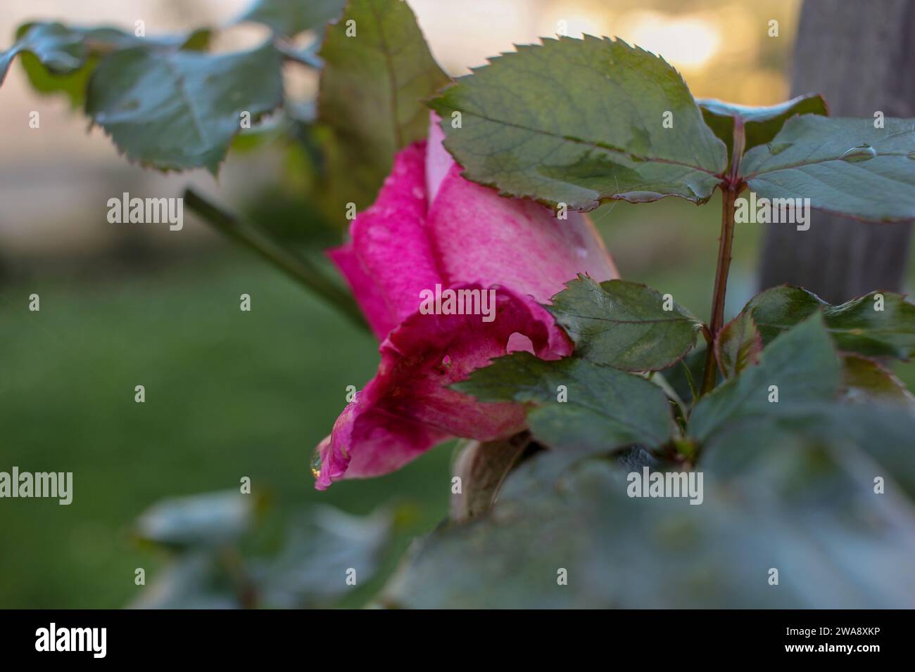 Sussurri di rinnovamento: La danza floreale della primavera Foto Stock