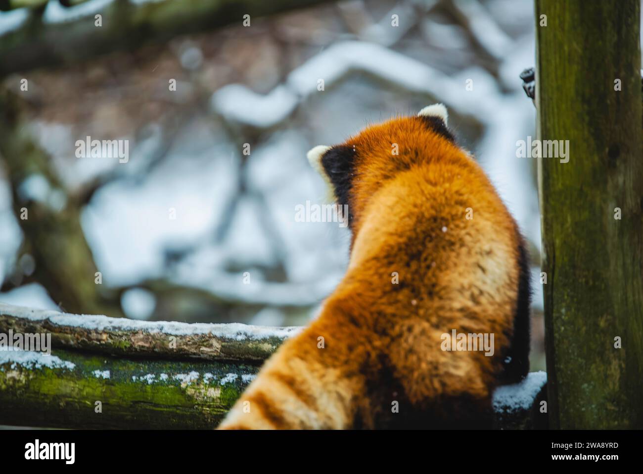 Granby, Quebec - dicembre 31 2023: Red Panda in inverno Granby Zoo Foto Stock