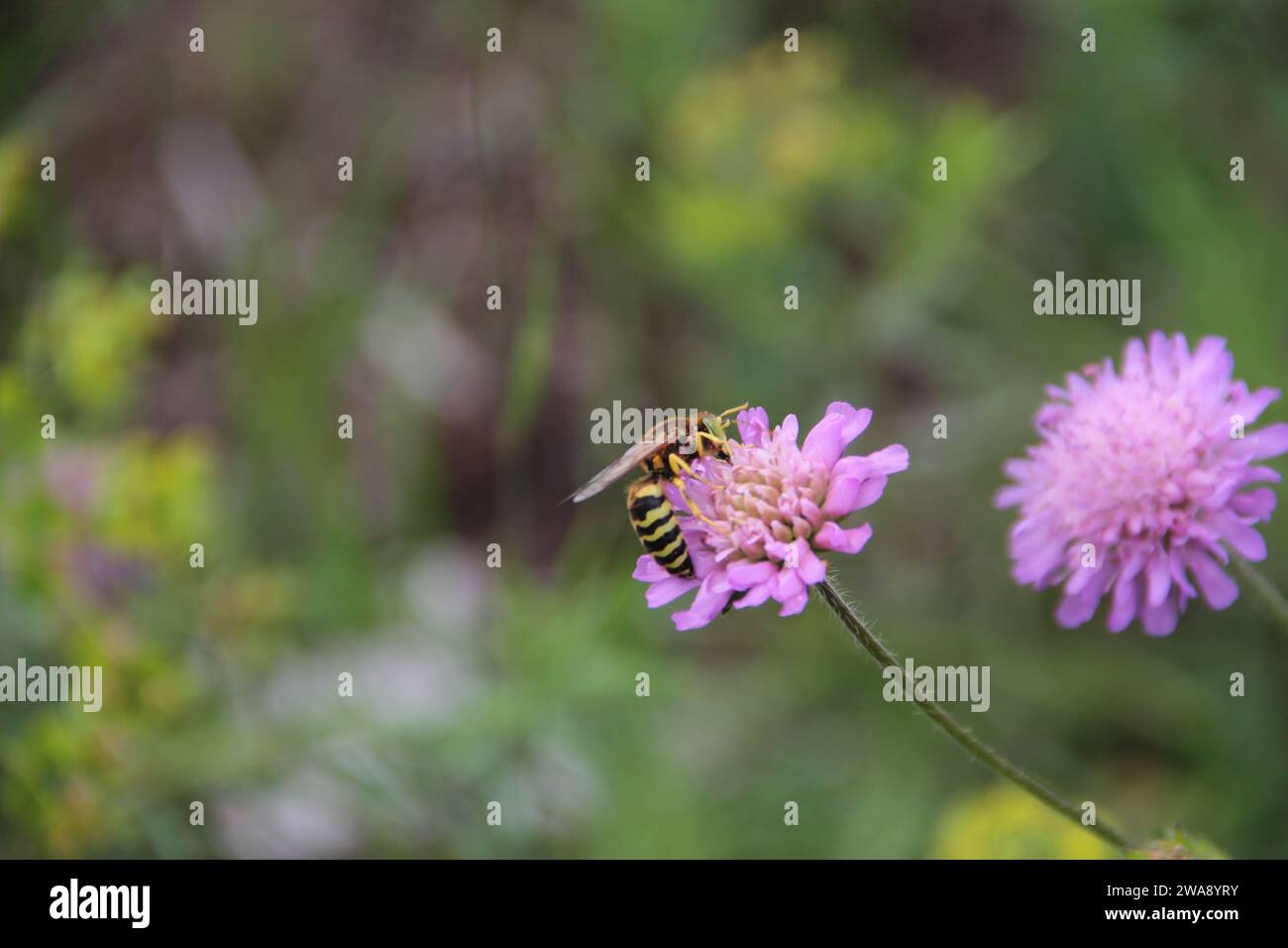 Bembex rostratus vespa di sabbia su fiore viola. Foto in primo piano. Foto Stock