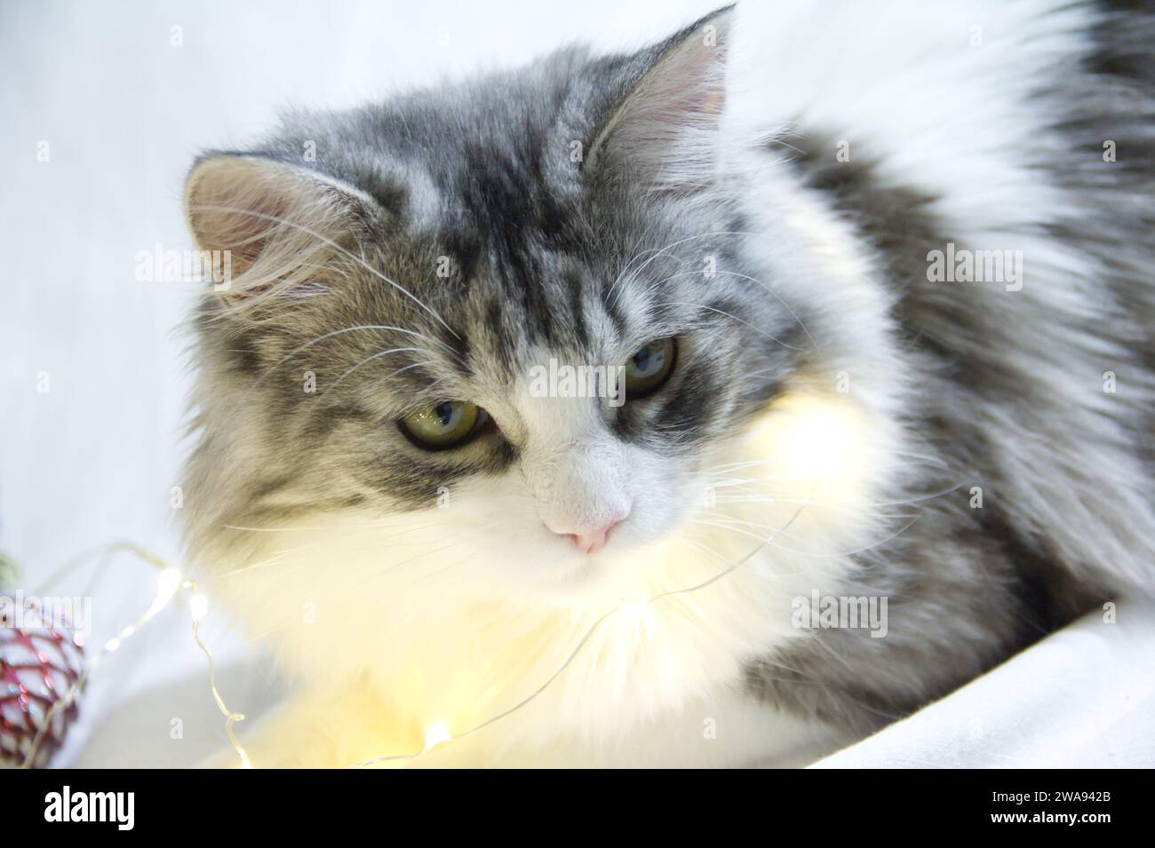 Il gatto soffice e grazioso gioca con decorazioni natalizie e ghirlanda luminosa e luminosa. Primo piano in verticale Foto Stock