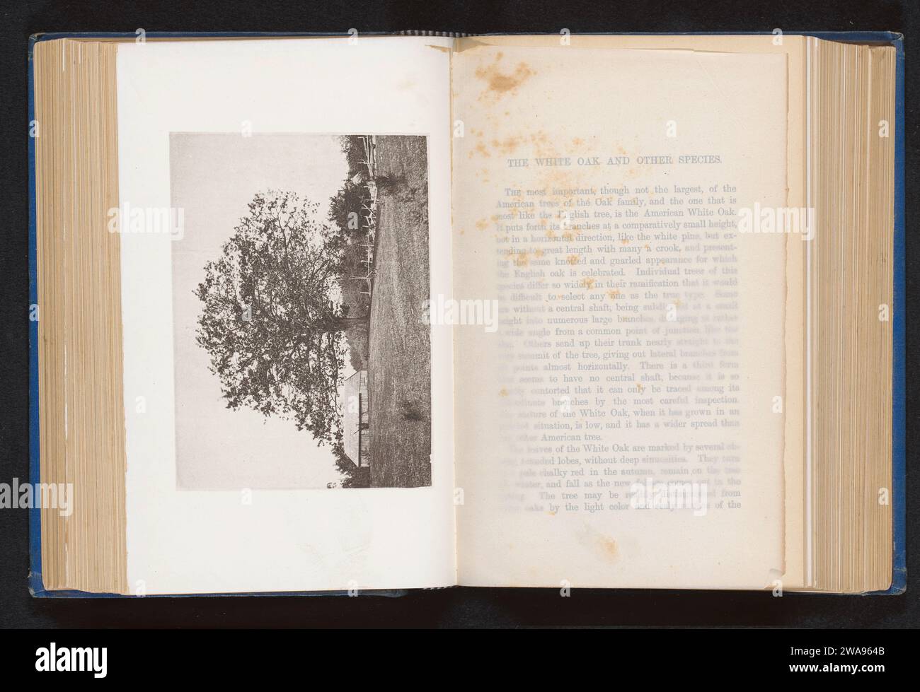 Veduta di una fattoria con una quercia anonima, c. 1872 stampa fotomeccanica collotipo di carta melrose o casa solitaria nel paesaggio. alberi: quercia. Paesaggi Melrose Foto Stock