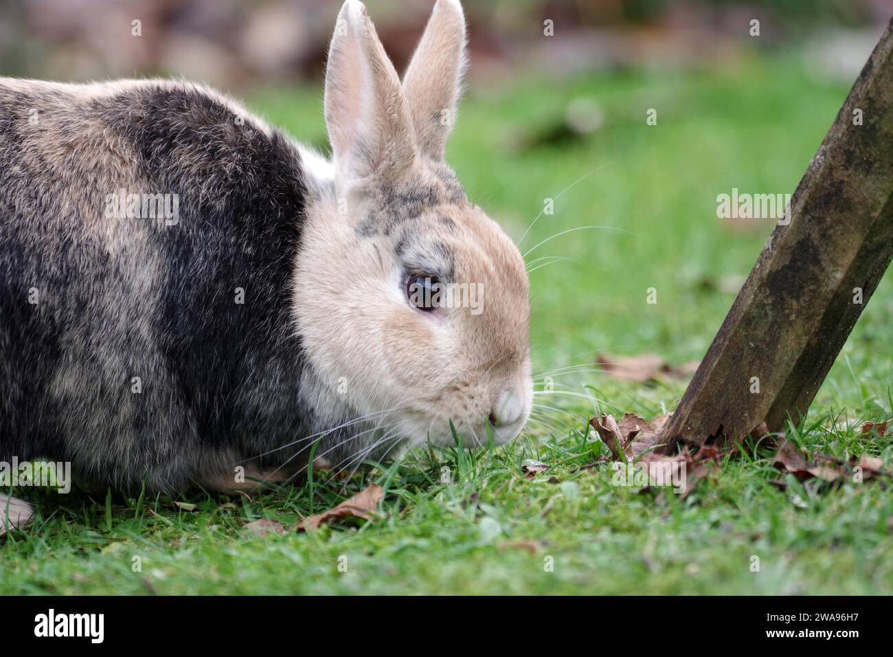 Coniglietto, animale domestico, lepre, erba, fuori, Pasqua, Germania, ritratto di un coniglio domestico. (Oryctolagus cuniculus domesticus) mangia erba nel giardino, Euro Foto Stock