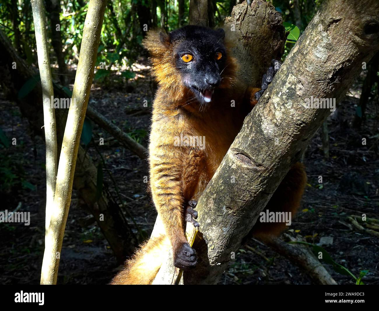 Hybrid Lemur nella riserva Palmarium, mangiare banana sul lago Amptiabe vicino al canale Pangalanes, Madagascar - settembre 2023 Foto Stock