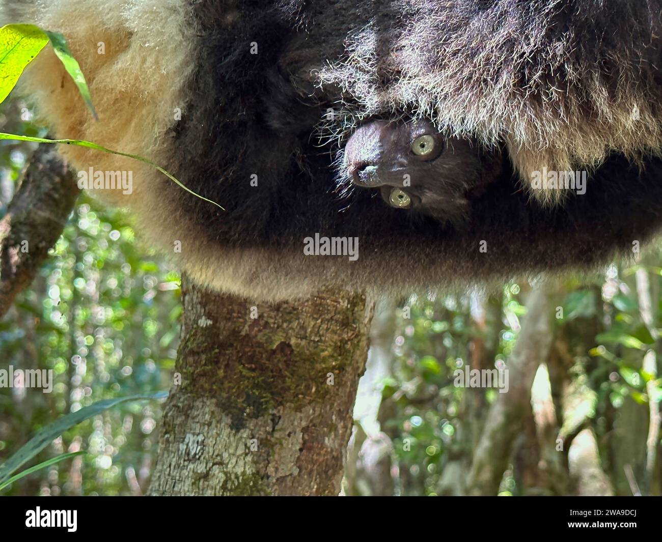 Baby Indri Lemur portato dalla mamma, riserva Palmarium situata vicino al lago Ampitade, canale Pangalanes Madagascar - settembre 2023 Foto Stock