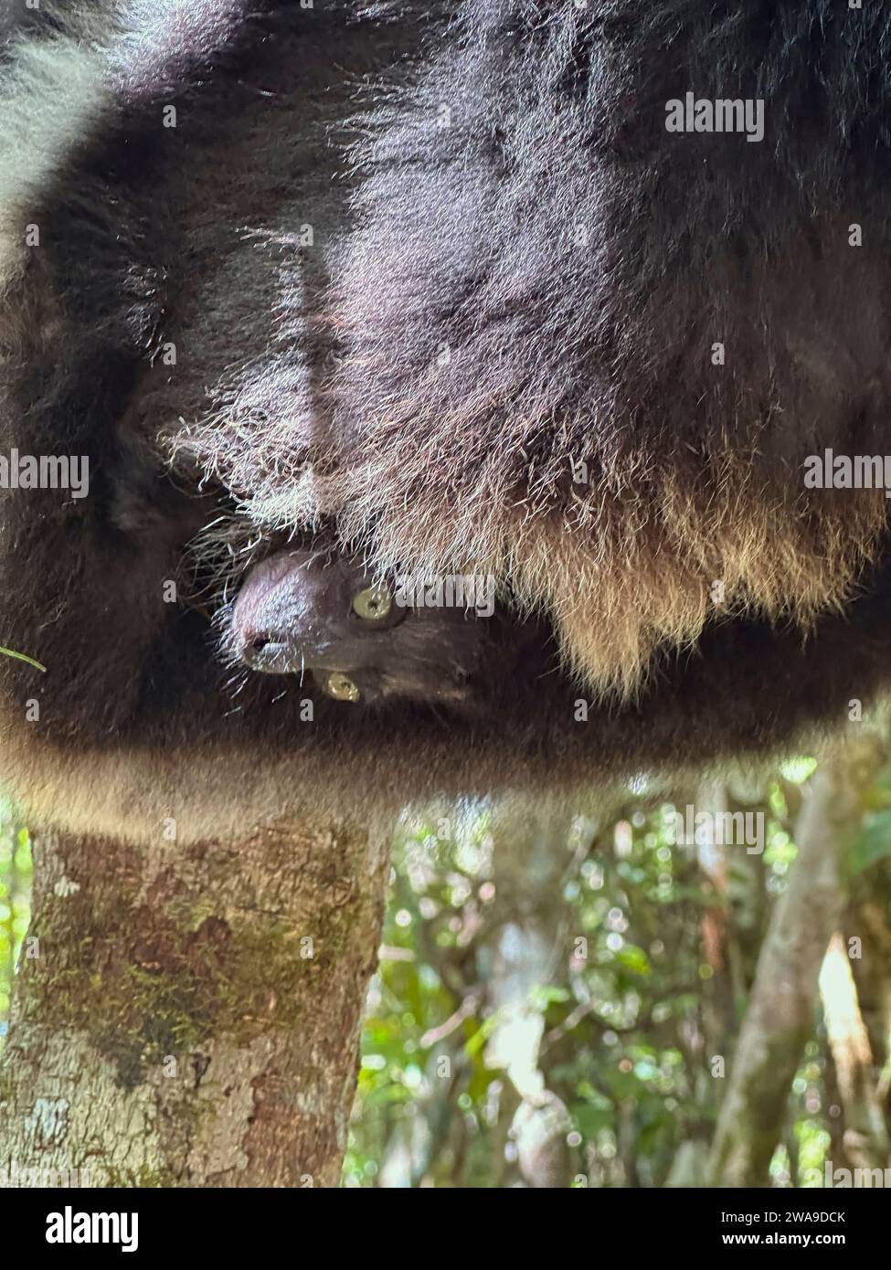 Baby Indri Lemur portato dalla mamma, riserva Palmarium situata vicino al lago Ampitade, canale Pangalanes Madagascar - settembre 2023 Foto Stock