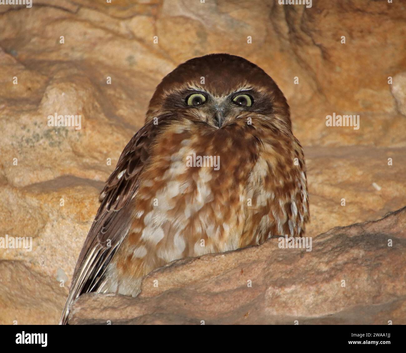 Boobook Owl fotografato nel Hills District di Sydney, Australia Foto Stock